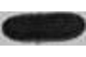 Western blot analysis of Recombinant S1-Tag Protein with S1-Tag Mouse mAb diluted at 1:5,000. (S1-Tag anticorps)