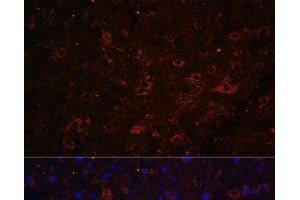 Immunofluorescence analysis of Mouse brain using FSTL5 Polyclonal Antibody at dilution of 1:100. (FSTL5 anticorps)