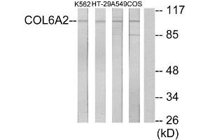 Western Blotting (WB) image for anti-Collagen, Type VI, alpha 2 (COL6A2) (Internal Region) antibody (ABIN1850294) (COL6A2 anticorps  (Internal Region))