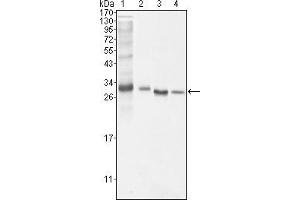 Western blot analysis using BCL10 mouse mAb against NIH/3T3 (1), Hela (2), MCF-7 (3) and Jurkat (4) cell lysate. (BCL10 anticorps)