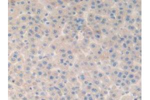 IHC-P analysis of Rat Liver Tissue, with DAB staining. (Fibulin 1 anticorps  (AA 127-243))