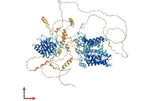 AlphaFold protein structure predicition of Human Recombinant SLC4A2 Protein, UniprotID P04920