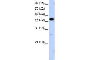 Western Blotting (WB) image for anti-Neuro-Oncological Ventral Antigen 2 (NOVA2) antibody (ABIN2462124) (NOVA2 anticorps)
