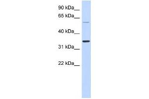 Western Blotting (WB) image for anti-Aspartic Peptidase, Retroviral-Like 1 (ASPRV1) antibody (ABIN2459628) (ASPRV1 anticorps)