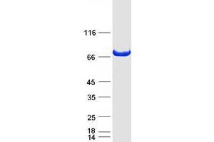Validation with Western Blot (Dynamin 1-Like Protein (DNM1L) (Transcript Variant 2) (Myc-DYKDDDDK Tag))