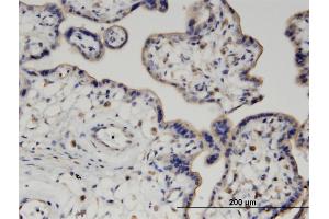 Immunoperoxidase of monoclonal antibody to PIGQ on formalin-fixed paraffin-embedded human placenta. (PIGQ anticorps  (AA 661-758))