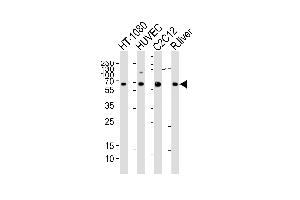 Western blot analysis of lysates from HT-1080, HUVEC, mouse C2C12 cell line and rat liver tissue lysate(from left to right), using SD1 Antibody (Center) (ABIN6242631 and ABIN6577423). (SMAD1 anticorps  (AA 163-196))