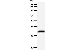 Western Blotting (WB) image for anti-Mastermind-Like 3 (MAML3) antibody (ABIN931064)