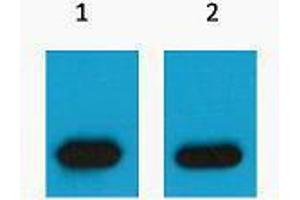 Western Blotting (WB) image for anti-mCherry Fluorescent Protein antibody (ABIN3178738) (mCherry anticorps)