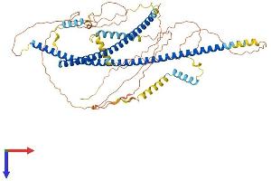 AlphaFold protein structure predicition of Mouse Recombinant Hap1 Protein, UniprotID O35668