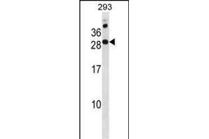 RC Antibody (N-term) (ABIN1881727 and ABIN2838837) western blot analysis in 293 cell line lysates (35 μg/lane). (RAP2C anticorps  (N-Term))