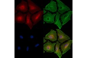 ABIN6256935 and ABIN6274838 staining  cells by IF/ICC. (Amphiphysin anticorps  (Internal Region))