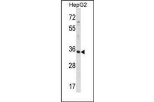 Western blot analysis of RFNG Antibody (C-term) in HepG2 cell line lysates (35ug/lane).