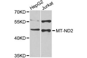 Western blot analysis of extracts of various cell lines, using MT-ND2 antibody (ABIN4904438) at 1:1000 dilution. (MT-ND2 anticorps)
