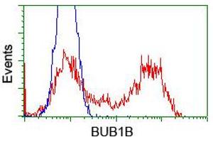 Image no. 7 for anti-Budding Uninhibited By Benzimidazoles 1 Homolog beta (Yeast) (BUB1B) antibody (ABIN1496995) (BUB1B anticorps)