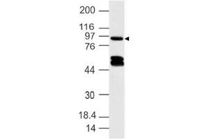 Image no. 1 for anti-Dapper, Antagonist of beta-Catenin, Homolog 1 (DACT1) (AA 645-820) antibody (ABIN5027132) (DACT1 anticorps  (AA 645-820))