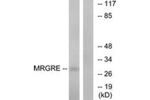 Western blot analysis of extracts from HeLa cells, using MRGRE Antibody. (MRGPRE anticorps  (AA 171-220))