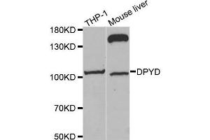 Western blot analysis of extracts of various cell lines, using DPYD antibody. (DPYD anticorps  (AA 1-173))
