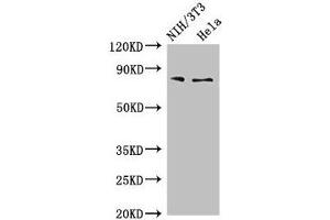 Western Blot Positive WB detected in: NIH/3T3 whole cell lysate, Hela whole cell lysate All lanes: PCCA antibody at 4 μg/mL Secondary Goat polyclonal to rabbit IgG at 1/50000 dilution Predicted band size: 81, 78, 76 kDa Observed band size: 81 kDa (PCCA anticorps  (AA 585-720))