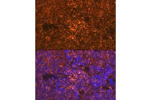 Immunofluorescence analysis of rat spleen using Oncostatin M Rabbit mAb (ABIN7269099) at dilution of 1:100 (40x lens). (Oncostatin M anticorps)