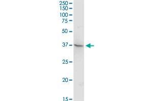 TEX13A MaxPab rabbit polyclonal antibody.