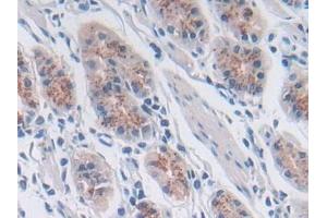 Detection of SNX13 in Human Stomach Tissue using Polyclonal Antibody to Sorting Nexin 13 (SNX13)