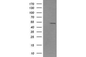 Image no. 1 for anti-Zinc Finger and SCAN Domain Containing 21 (Zscan21) antibody (ABIN1501864) (ZSCAN21 anticorps)