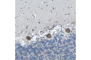 Immunohistochemical staining of human cerebellum with OPALIN polyclonal antibody  shows moderate cytoplasmic positivity in purkinje cells. (OPALIN anticorps)