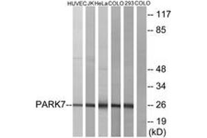 Western blot analysis of extracts from HuvEc/JurKat/HeLa/COLO205/293 cells, using PARK7 Antibody. (PARK7/DJ1 anticorps  (AA 61-110))