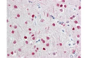 Anti-WDR5 antibody IHC staining of human brain, cortex. (WDR5 anticorps  (N-Term))