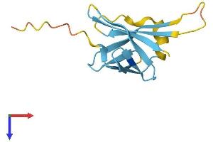 AlphaFold protein structure predicition of Mouse Recombinant Tcl1b4 Protein, UniprotID P56844