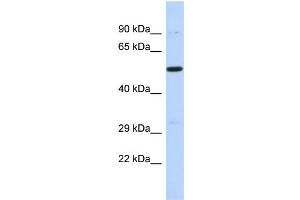 Host: Rabbit Target Name: PRDM11 Sample Type: 721_B Whole cell lysates Antibody Dilution: 1. (PRDM11 anticorps  (C-Term))