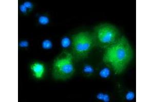 Anti-MAPK7 mouse monoclonal antibody (ABIN2454052) immunofluorescent staining of COS7 cells transiently transfected by pCMV6-ENTRY MAPK7 (RC203506). (MAPK7 anticorps)