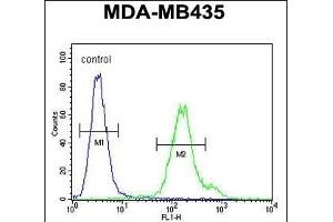 MTX2 Antibody (C-term) (ABIN654751 and ABIN2844433) flow cytometric analysis of MDA-M cells (right histogram) compared to a negative control cell (left histogram). (MTX2 anticorps  (C-Term))