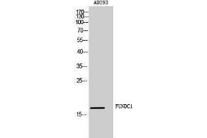 Western Blotting (WB) image for anti-FUN14 Domain Containing 1 (FUNDC1) (Internal Region) antibody (ABIN3181495) (FUNDC1 anticorps  (Internal Region))