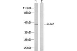 Western blot analysis of extracts from HeLa cells, using c-Jun (Ab-239) Antibody. (C-JUN anticorps  (AA 206-255))