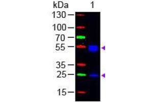 Western Blot of Goat anti-F(ab')2 Rat IgG (H&L) Antibody Fluorescein Conjugated Pre-Adsorbed Lane 1: Rat IgG Load: 50 ng per lane Secondary antibody: F(ab')2 Rat IgG (H&L) Antibody Fluorescein Conjugated Pre-Adsorbed at 1:1,000 for 60 min at RT Block: ABIN925618 for 30 min at RT Predicted/Observed size: 55 and 28 kDa, 55 and 28 kDa (Chèvre anti-Rat IgG (Heavy & Light Chain) Anticorps (FITC) - Preadsorbed)