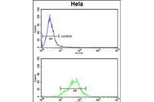Flow cytometry analysis of Hela cells (bottom histogram) compared to a negative control cell (top histogram). (Lactate Dehydrogenase A anticorps  (AA 154-182))