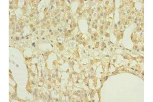 Immunohistochemistry of paraffin-embedded human adrenal gland tissue using ABIN7167395 at dilution of 1:100