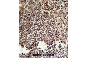KIR2DS3 Antibody (C-term) (ABIN651950 and ABIN2840472) immunohistochemistry analysis in formalin fixed and paraffin embedded human spleen tissue followed by peroxidase conjugation of the secondary antibody and DAB staining. (KIR2DS3 anticorps  (C-Term))
