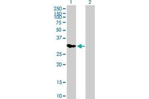 Western Blot analysis of IMPA2 expression in transfected 293T cell line by IMPA2 MaxPab polyclonal antibody.