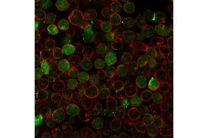 Immunofluorescence Analysis of PFA fixed MOLT-4 cells labeling Thymidylate Synthase Recombinant Mouse Monoclonal (rTYMS/1884) followed by Goat anti-mouse IgG-CF488 (Green). (Recombinant TYMS anticorps  (AA 60-174))
