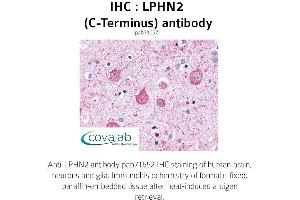 Image no. 1 for anti-Latrophilin 2 (LPHN2) (C-Term) antibody (ABIN1736537) (LPHN2 anticorps  (C-Term))