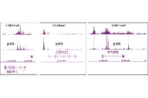 p300 antibody (mAb) tested by ChIP-Seq.