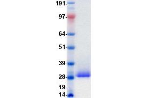 Validation with Western Blot