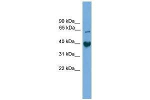 WB Suggested Anti-Tmem130 Antibody Titration:  0. (TMEM130 anticorps  (C-Term))
