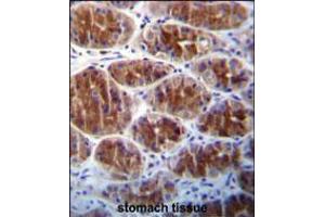 AREG Antibody immunohistochemistry analysis in formalin fixed and paraffin embedded human stomach tissue followed by peroxidase conjugation of the secondary antibody and DAB staining. (Amphiregulin anticorps  (C-Term))