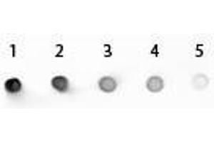 Dot Blot of Mouse IgG2a Antibody Alkaline Phosphatase Conjugated. (Lapin anti-Souris IgG2a Anticorps (Alkaline Phosphatase (AP)))