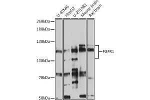 Western blot analysis of extracts of various cell lines, using FGFR1 antibody (ABIN6134360, ABIN6140610, ABIN6140612 and ABIN6213611) at 1:500 dilution.