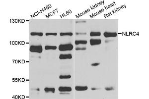 Western blot analysis of extracts of various cell lines, using NLRC4 antibody (ABIN5975127) at 1/1000 dilution. (NLRC4 anticorps)